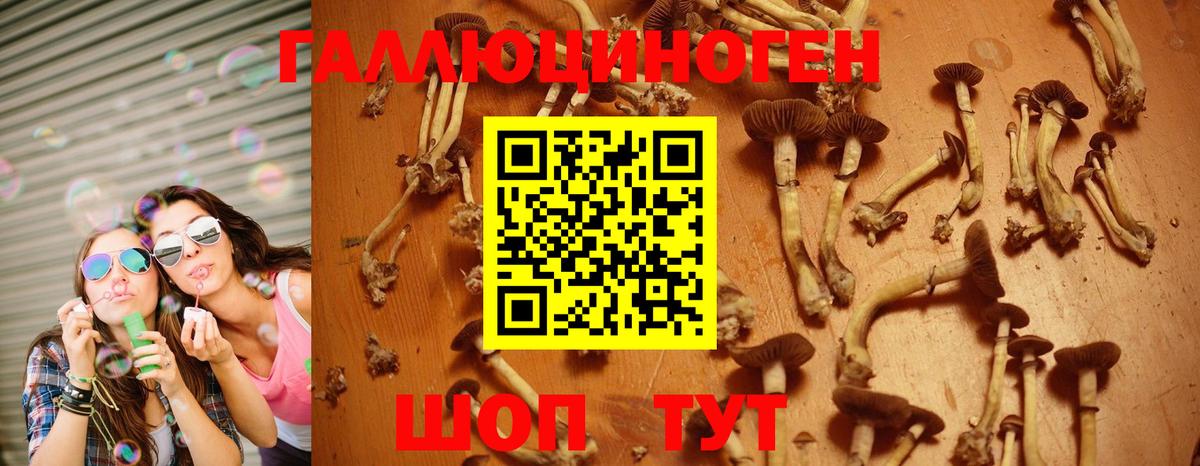 Псилоцибиновые грибы Psilocybe  Вход с VPN  Улан-Удэ  Псилоцибиновые грибы мухоморы 